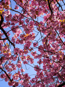 Kirschbaum, Kirschblüte, blauer Himmel, Hamburg, Deutschland Kirschbaum, Kirschblüte, blauer Himmel, Hamburg, Deutschland